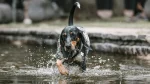 Bluetick Coonhound Dog photo