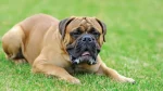 Boerboel Dog photo