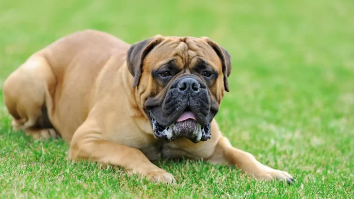 Boerboel Dog photo