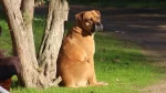 Boerboel Dog photo