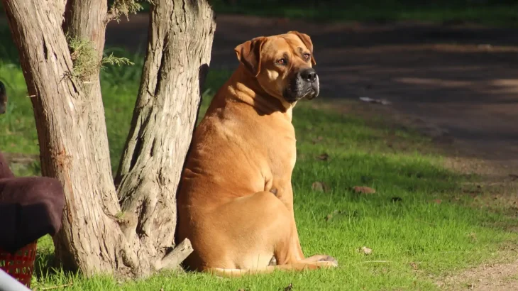 Boerboel Dog photo