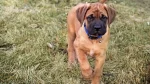 Boerboel Dog photo