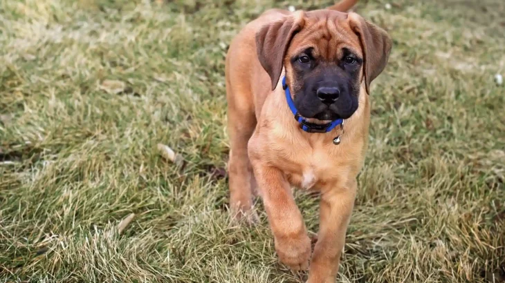 Boerboel Dog photo