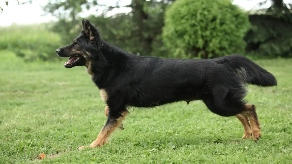 Bohemian Shepherd Dog photo