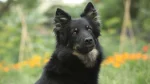 Bohemian Shepherd Dog photo
