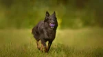 Bohemian Shepherd Dog photo