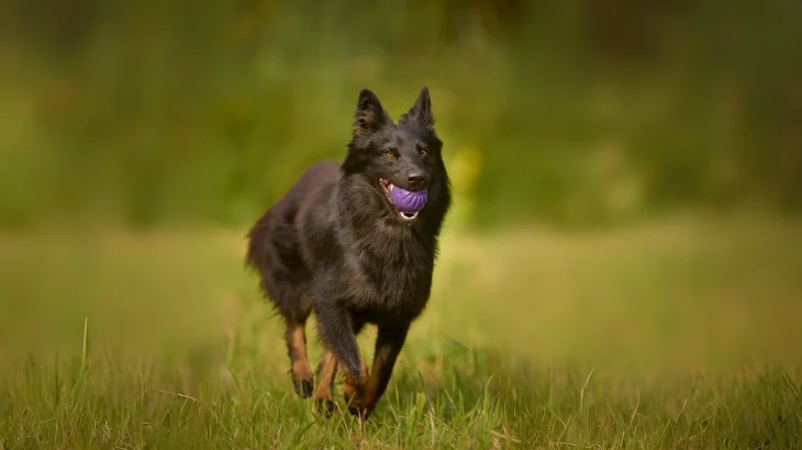Bohemian Shepherd Dog photo