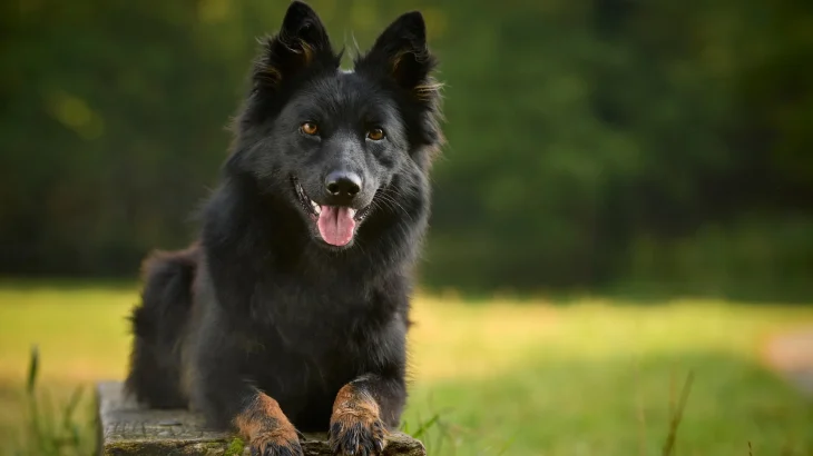 Bohemian Shepherd Dog photo