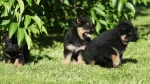 Bohemian Shepherd Dog photo