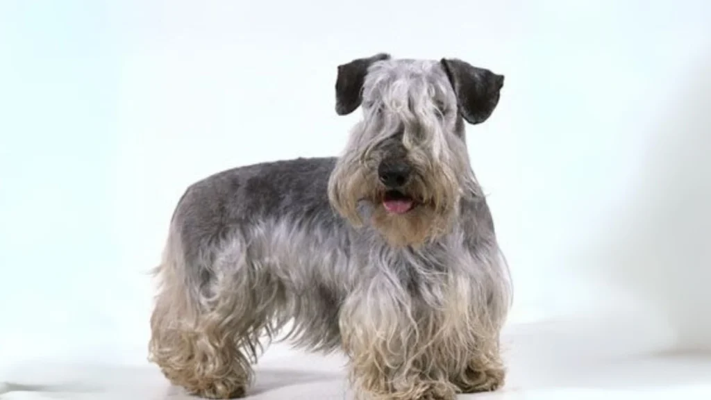 Bohemian Terrier Dog photo