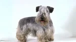 Bohemian Terrier Dog photo