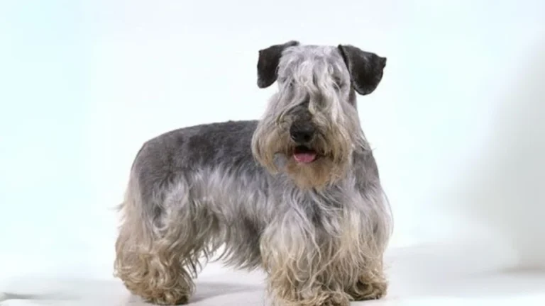 Bohemian Terrier Dog photo