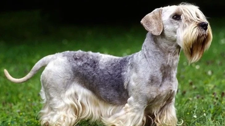 Bohemian Terrier Dog photo
