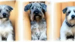 Bohemian Terrier Dog photo