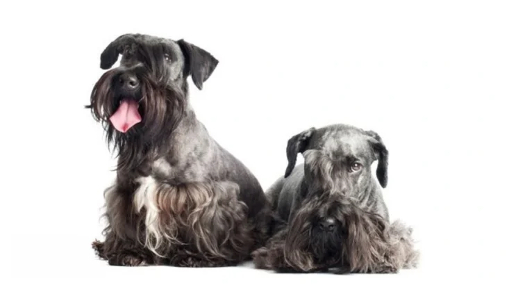 Bohemian Terrier Dog photo