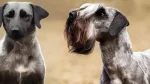 Bohemian Terrier Dog photo