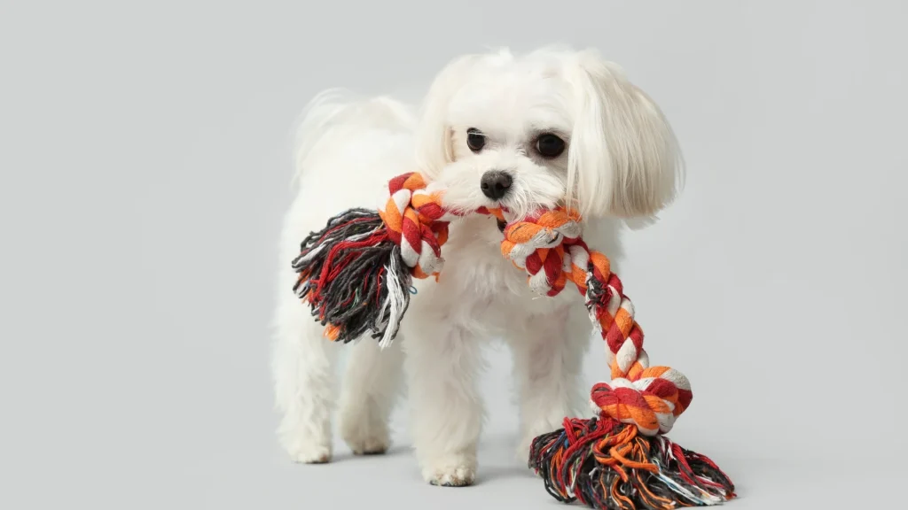 Bolognese Dog photo