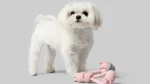 Bolognese Dog photo
