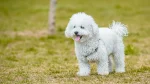Bolognese Dog photo