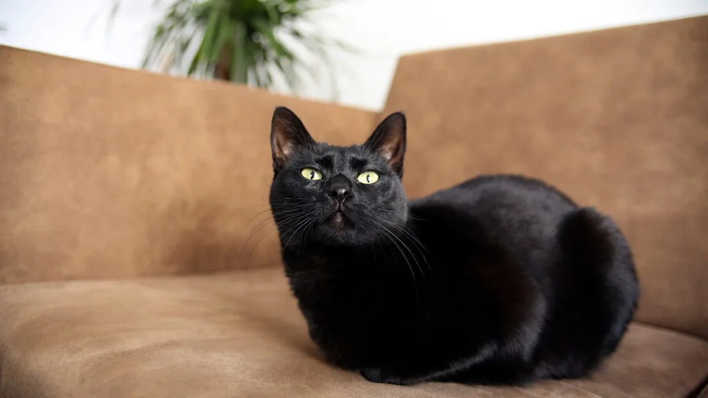 Bombay Cat photo
