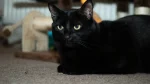 Bombay Cat photo