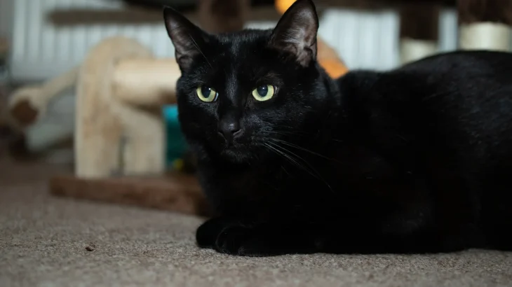 Bombay Cat photo