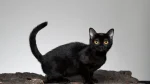Bombay Cat photo