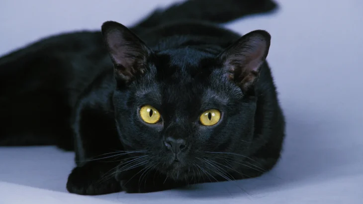 Bombay Cat photo