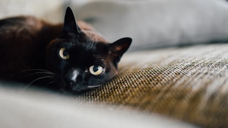 Bombay Cat photo
