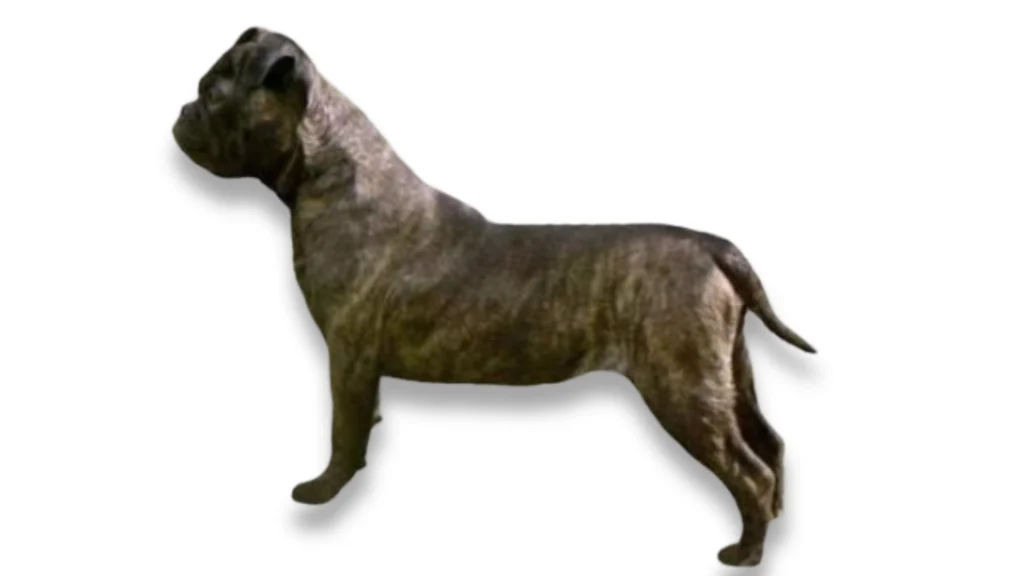 Bonsai Bulldogge Dog photo