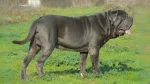Bonsai Bulldogge Dog photo