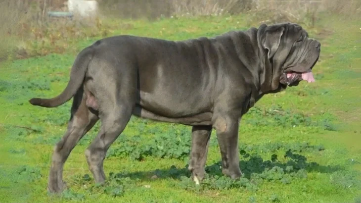 Bonsai Bulldogge Dog photo