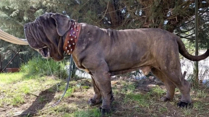 Bonsai Bulldogge Dog photo