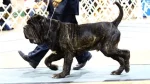 Bonsai Bulldogge Dog photo