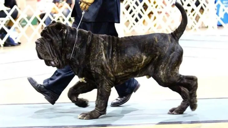 Bonsai Bulldogge Dog photo