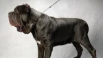 Bonsai Bulldogge Dog photo