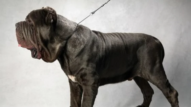 Bonsai Bulldogge Dog photo