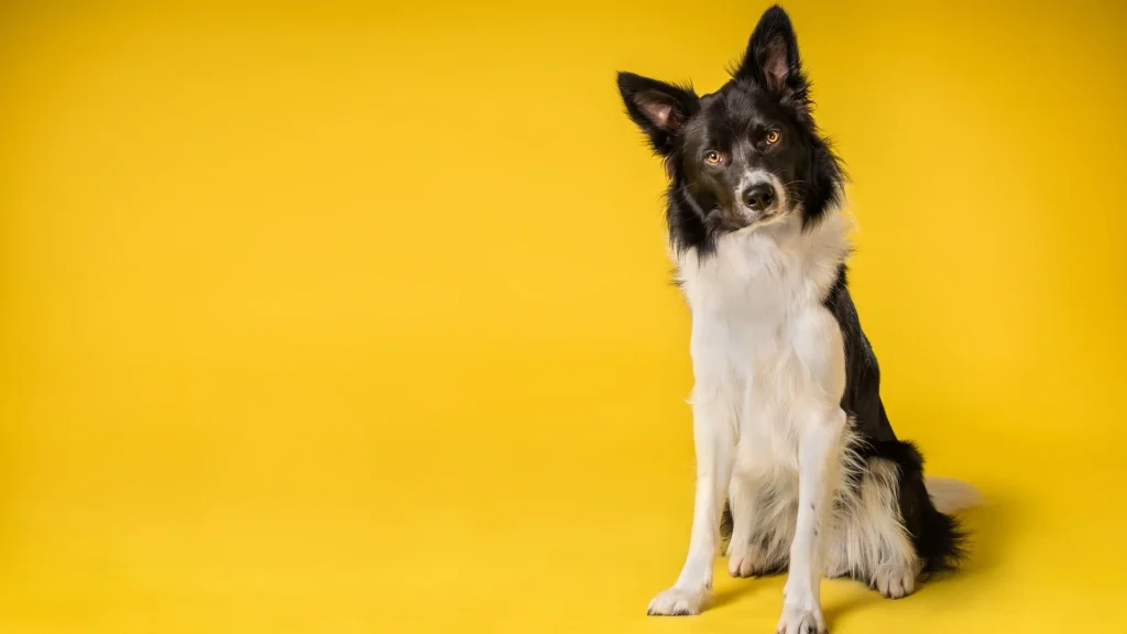 Border Collie Dog photo