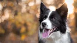 Border Collie Dog photo