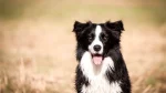 Border Collie Dog photo