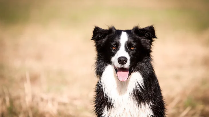 Border Collie Dog photo