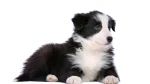 Border Collie Dog photo