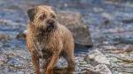 Border Terrier Dog photo