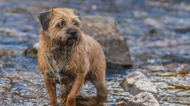 Border Terrier Dog photo