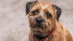 Border Terrier Dog photo