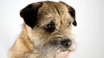 Border Terrier Dog photo