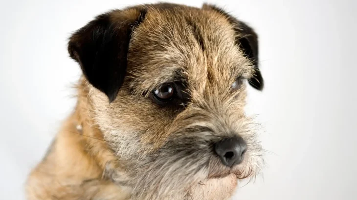 Border Terrier Dog photo
