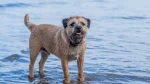Border Terrier Dog photo