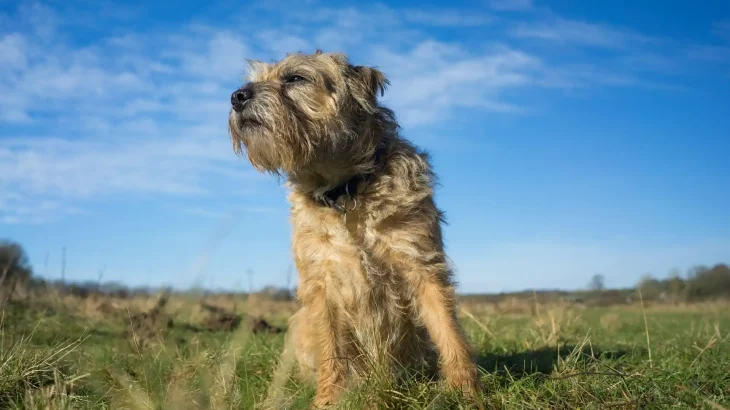 Border Terrier Dog photo