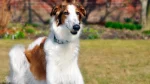 Borzoi Dog photo